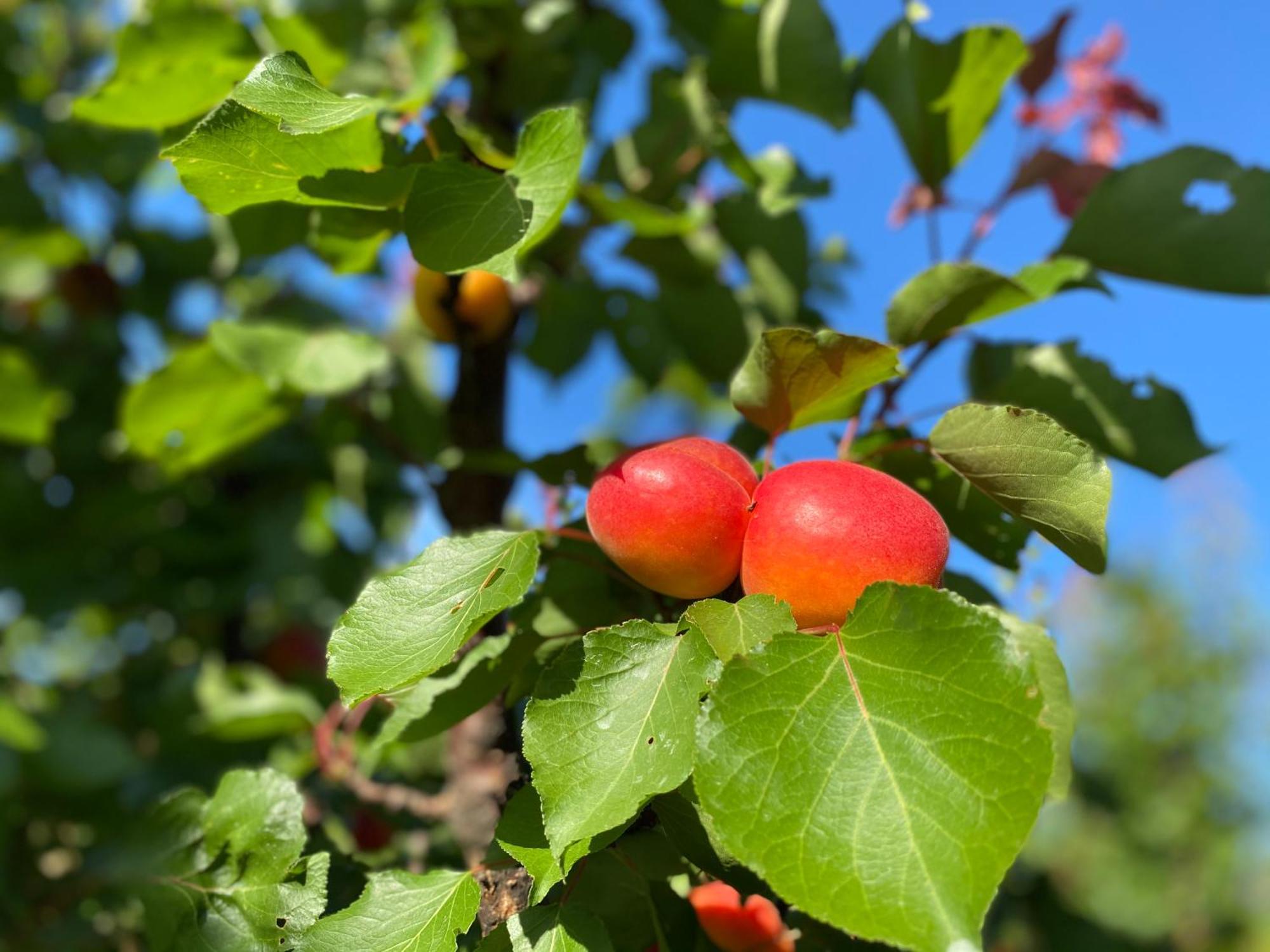 Azienda Agrituristica Il Pago Nova Siri Marina Eksteriør bilde